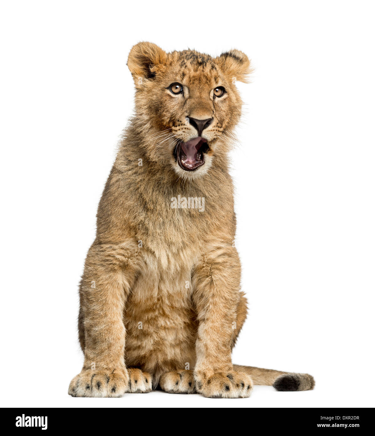 Lion Cub sitzen und Gähnen vor weißem Hintergrund Stockfoto