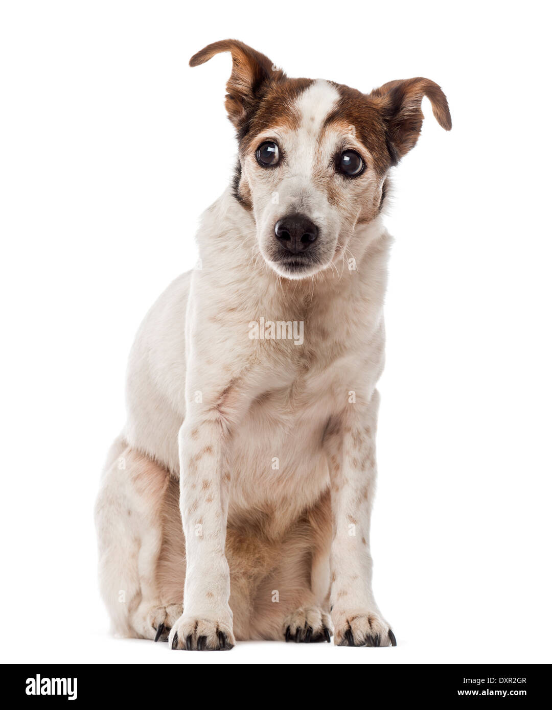 Alten Jack Russell Terrier sitzen und wegsehen auf weißen Hintergrund Stockfoto