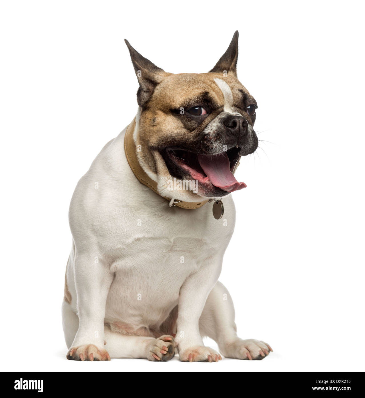 Französische Bulldogge sitzen und Gähnen vor weißem Hintergrund Stockfoto