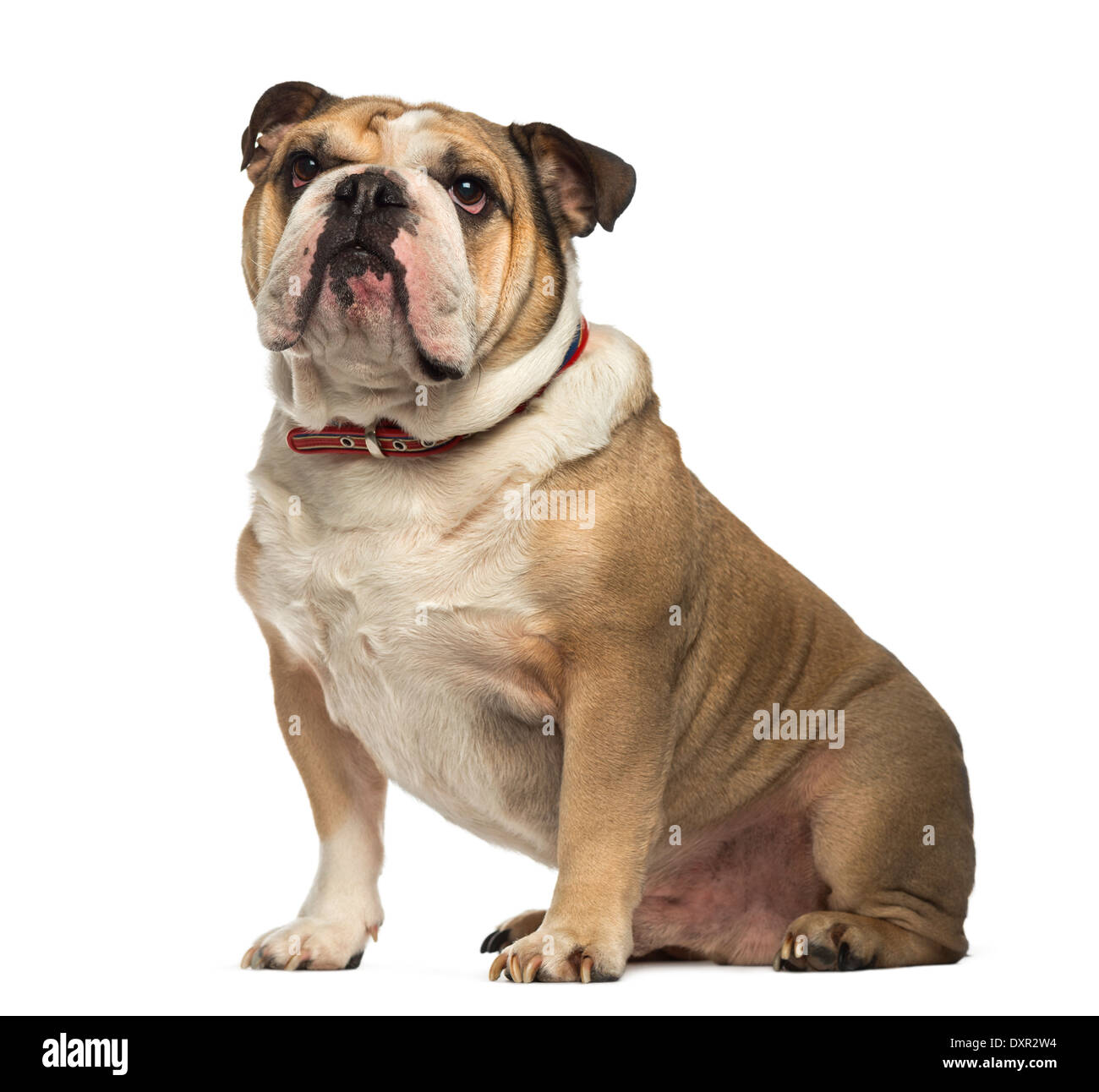 Englische Bulldogge sitzen und auf der Suche auf weißem Hintergrund Stockfoto