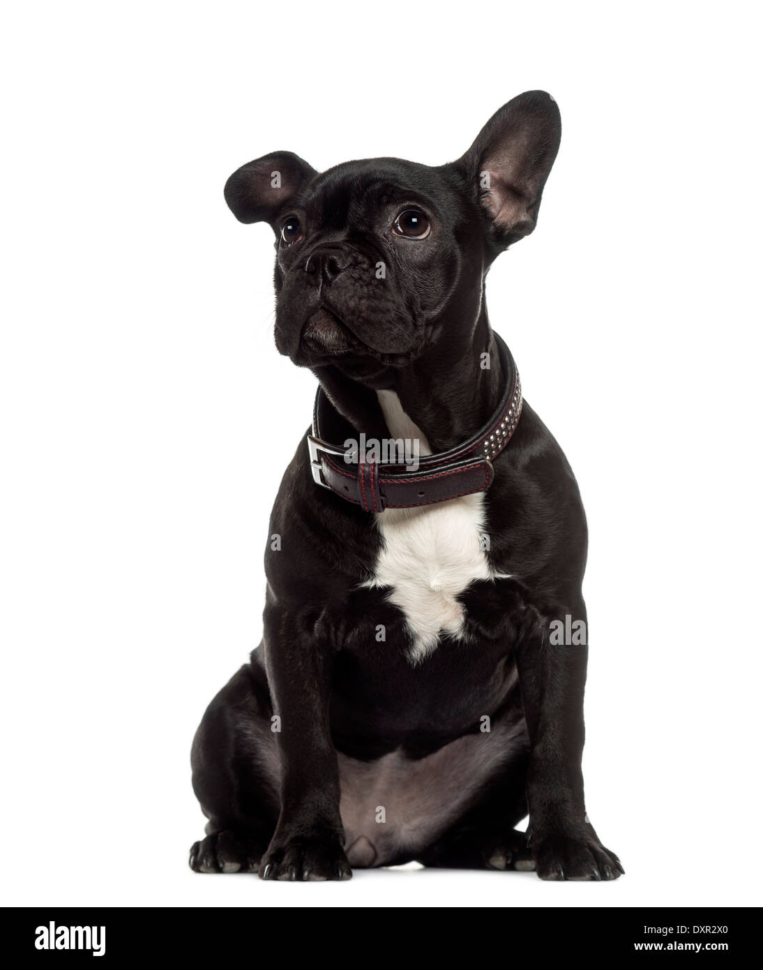 Französische Bulldogge sitzen und auf der Suche auf weißem Hintergrund Stockfoto