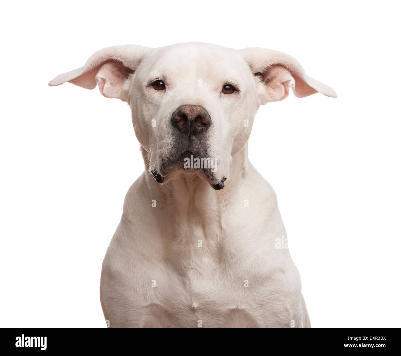 Nahaufnahme von einem Dogo Argentino schaut in die Kamera vor weißem Hintergrund Stockfoto