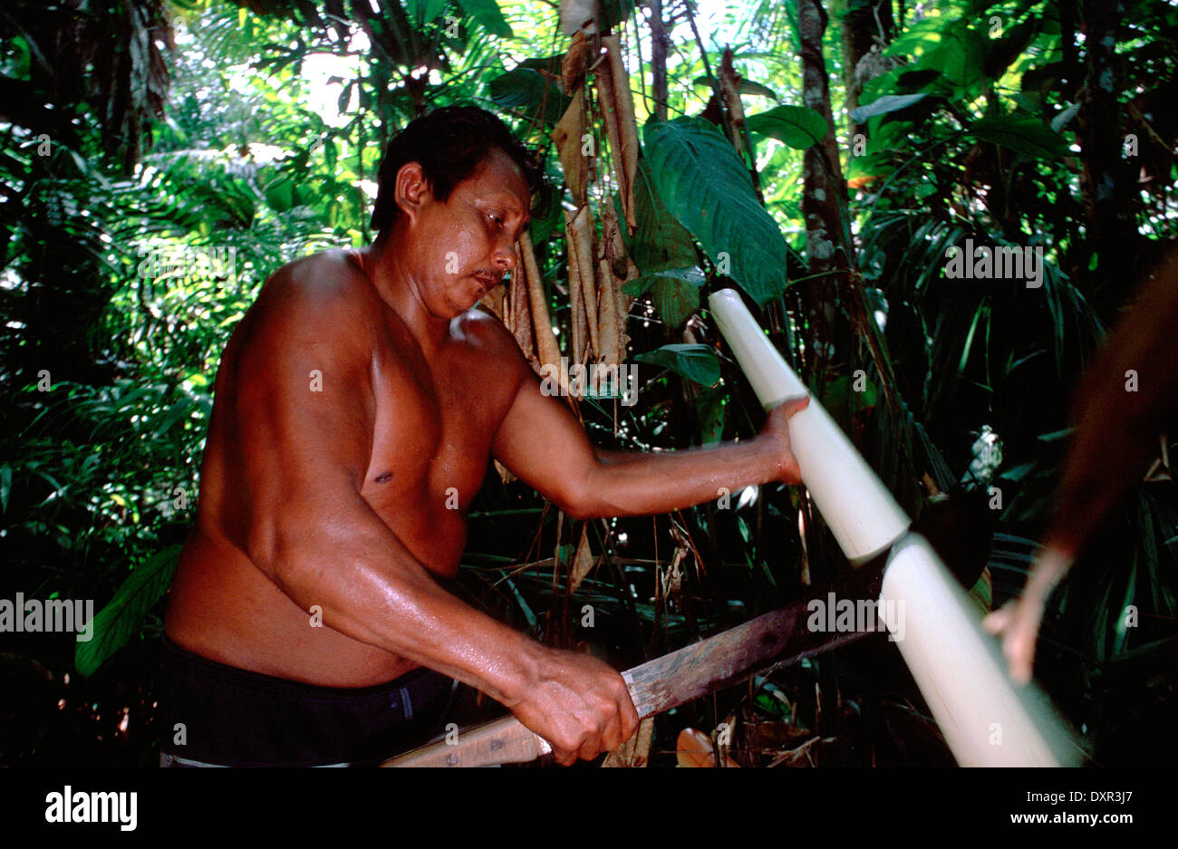Männer schneiden Palm im Fluss Orinoco. Die Warao sind ein indigenes Volk bewohnen nordöstlichen Venezuela und westlichen Guyana Stockfoto