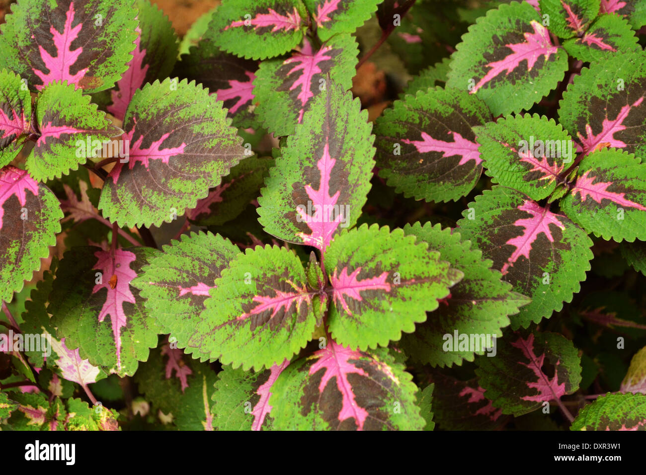 Bunte Rosa grüne Blätter Buntnessel Pflanze Stockfotografie - Alamy