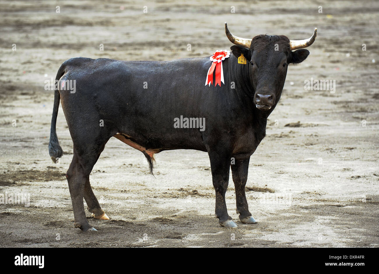 San Jose, Costa Rica, Preisgekroenter fighting bull Stockfoto