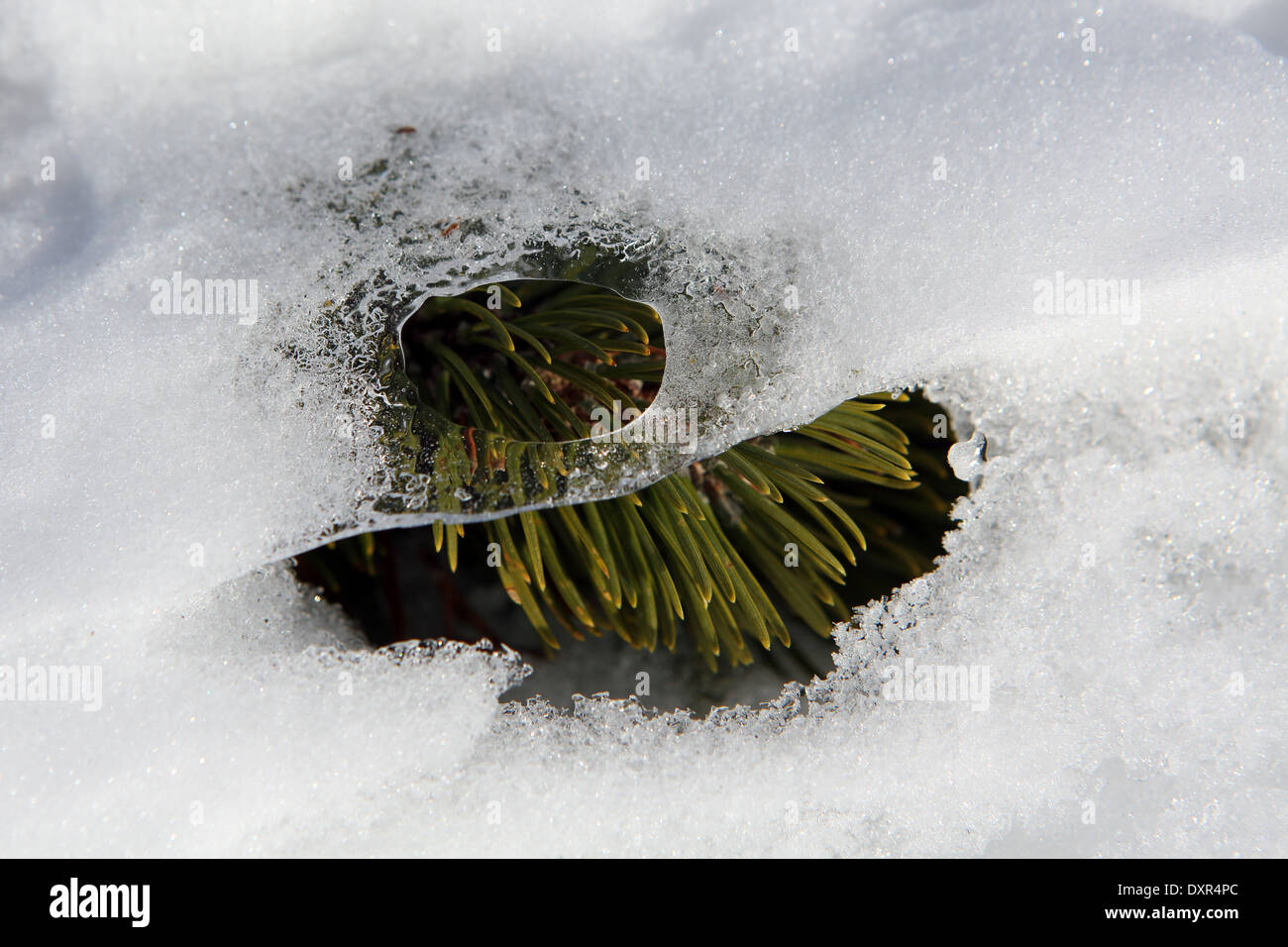 Obertraun, Tanne Zweig unter einer löchrigen Schneedecke Stockfoto