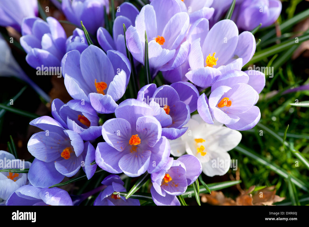 Lila und weißen Krokusblüten Stockfoto