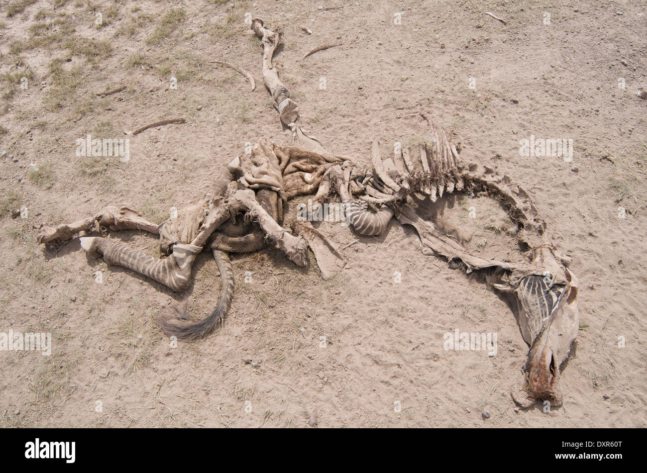 Zebra-Karkasse-Amboseli-Kenia Stockfoto
