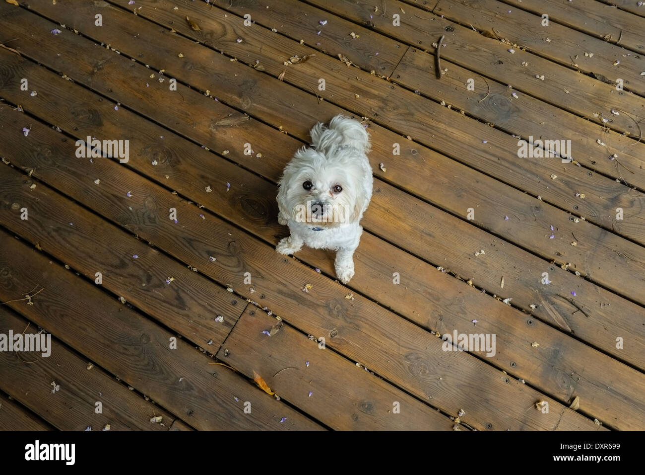 Mein Malteser Hund auf einem Holzdeck Boden. Stockfoto