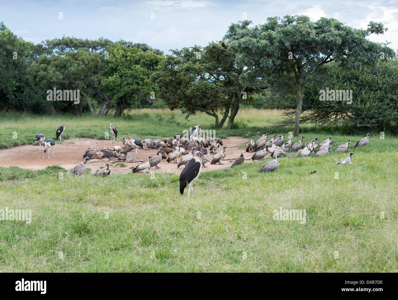 Marabu und Geier Vögel im wilden Südafrika Stockfoto
