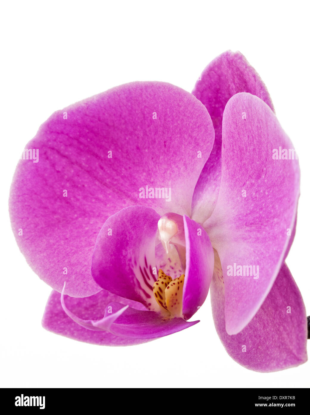 Rosa Orchidee "Phalaenopsis" Stockfoto