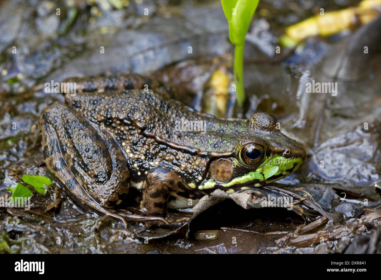 Nördlichen grünen Frosch (Rana Clamitans Melanota), im Teich, New Hampshire Stockfoto