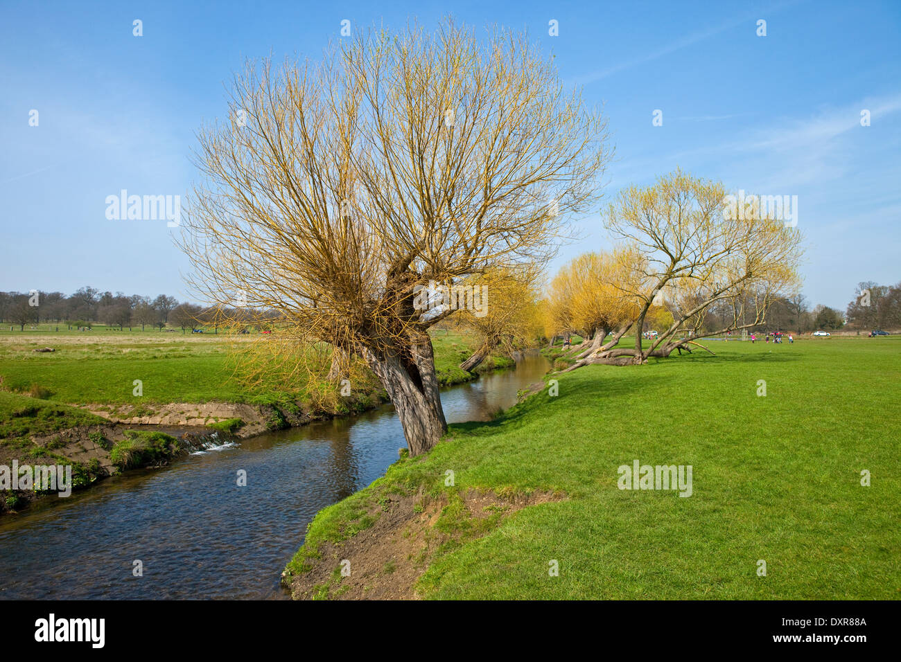 Am schönen Richmond Park in London. Stockfoto