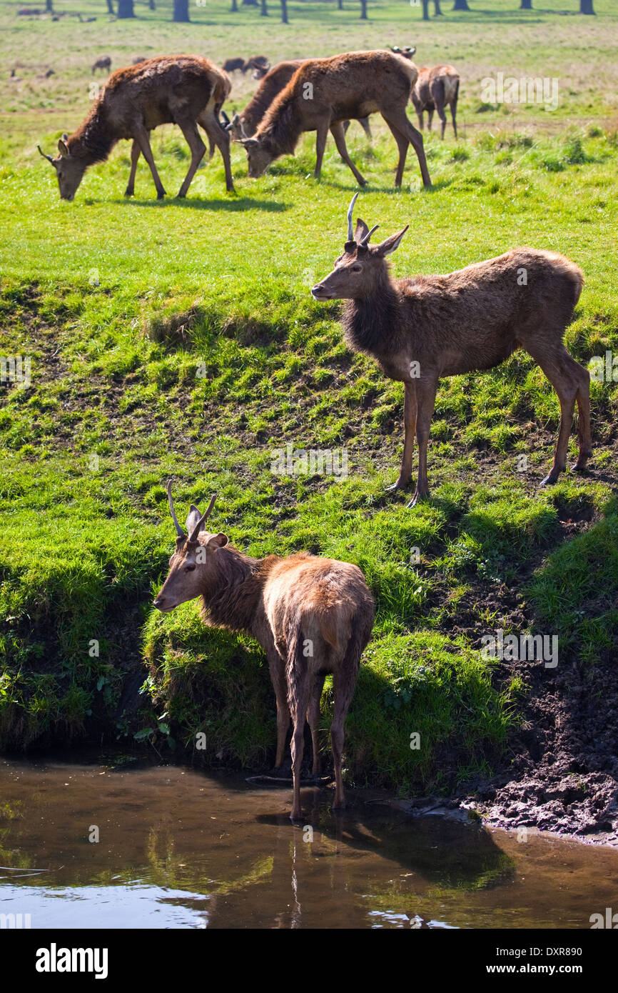 Reh im Londoner Richmond Park. Stockfoto