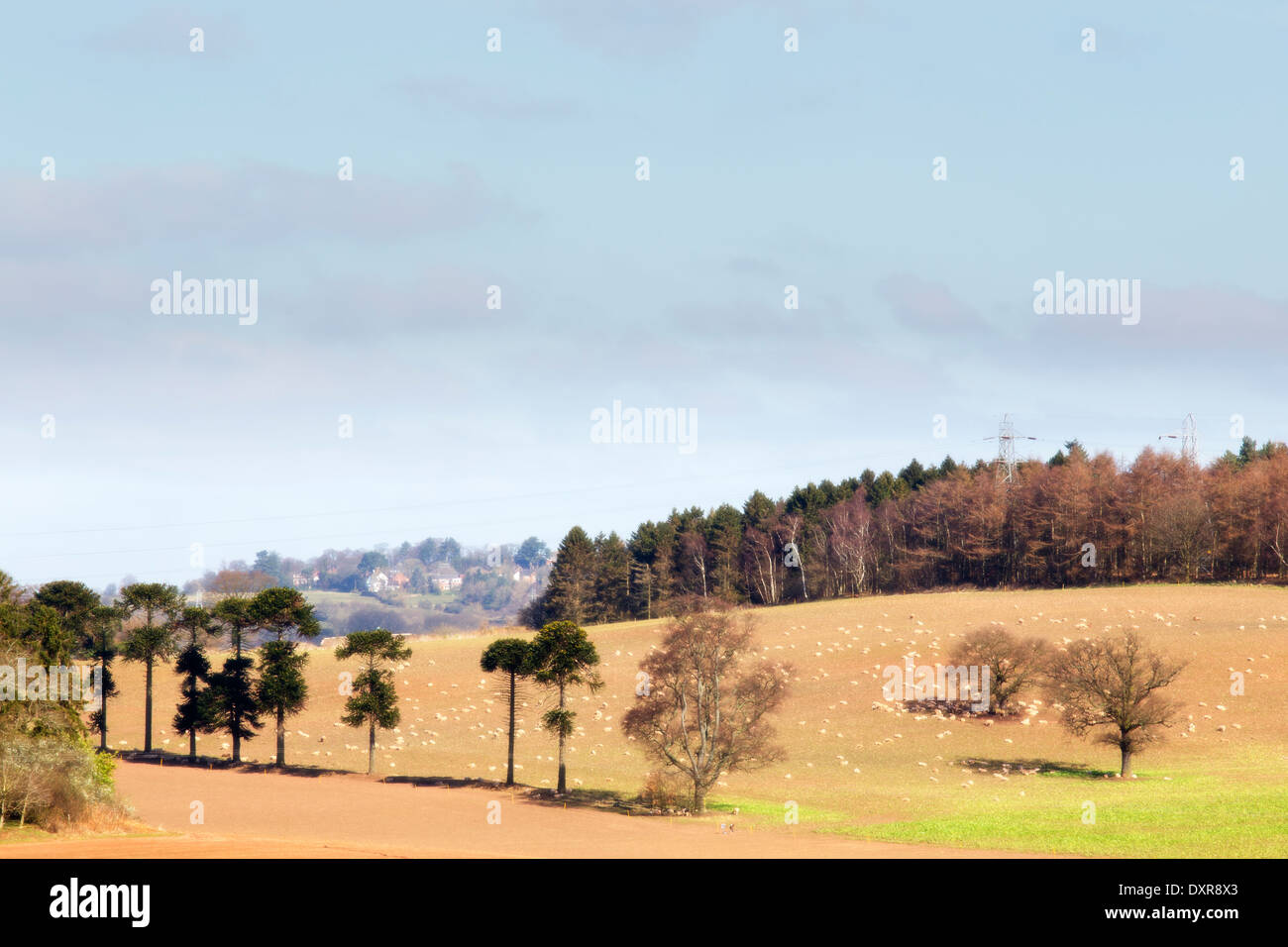 Staffordshire Landschaft mit Frühlingsblumen und Schafe in Ferne Stockfoto