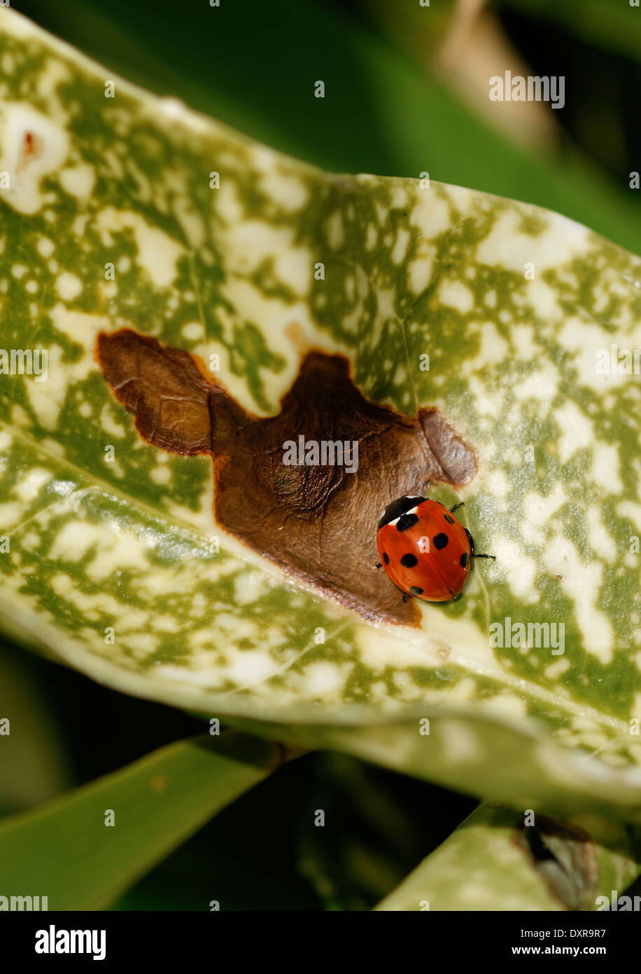 Einzigen Marienkäfer (Marienkäfer) auf kranke Aucuba Blatt, nach oben; Portrait-Format. Stockfoto