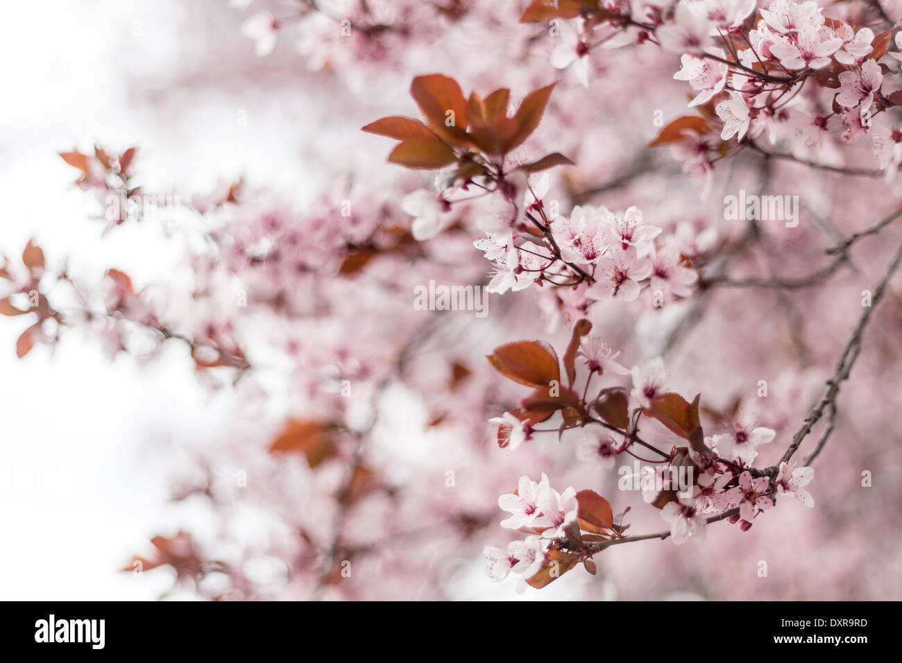 Frühling Blüten Nahaufnahme auf einem Baum in Granada, Spanien Stockfoto