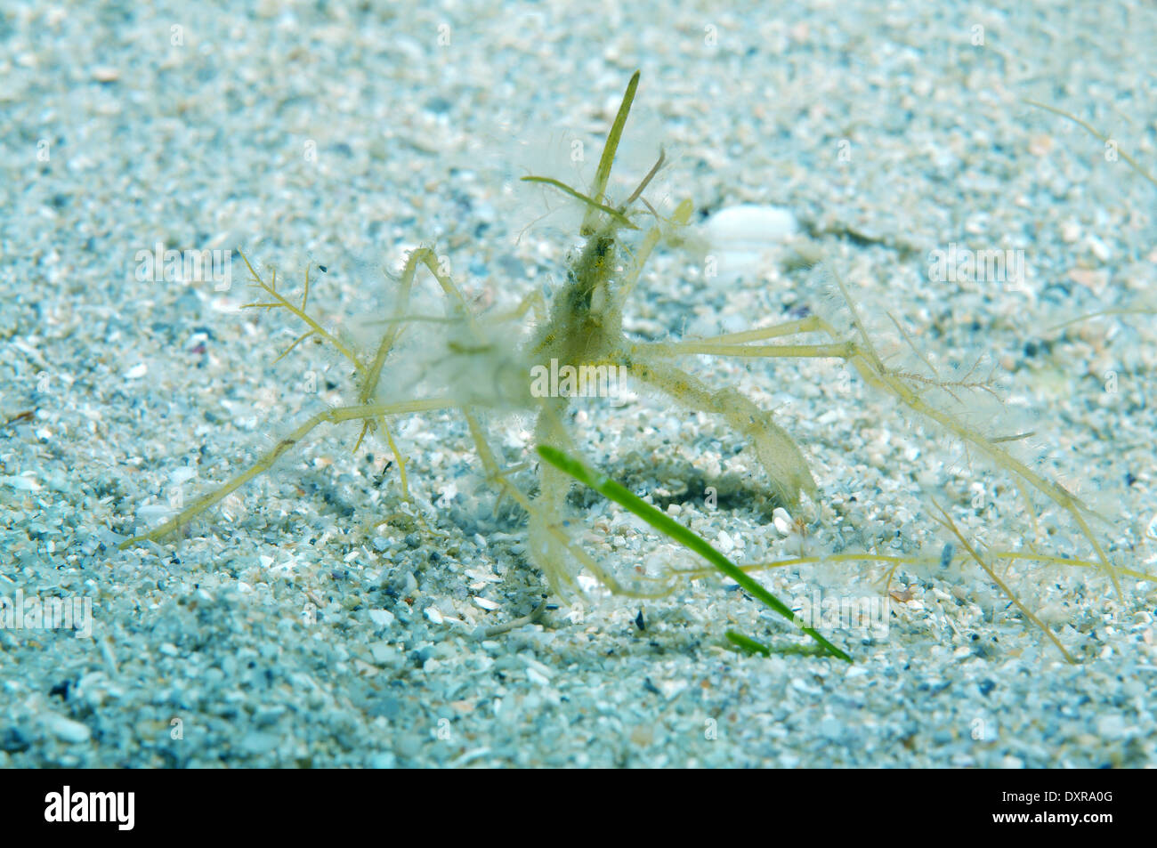 gemeinsamen Seespinnen, langbeinige Seespinnen oder langbeinige Krabbe (Macropodia Rostrata) Stockfoto