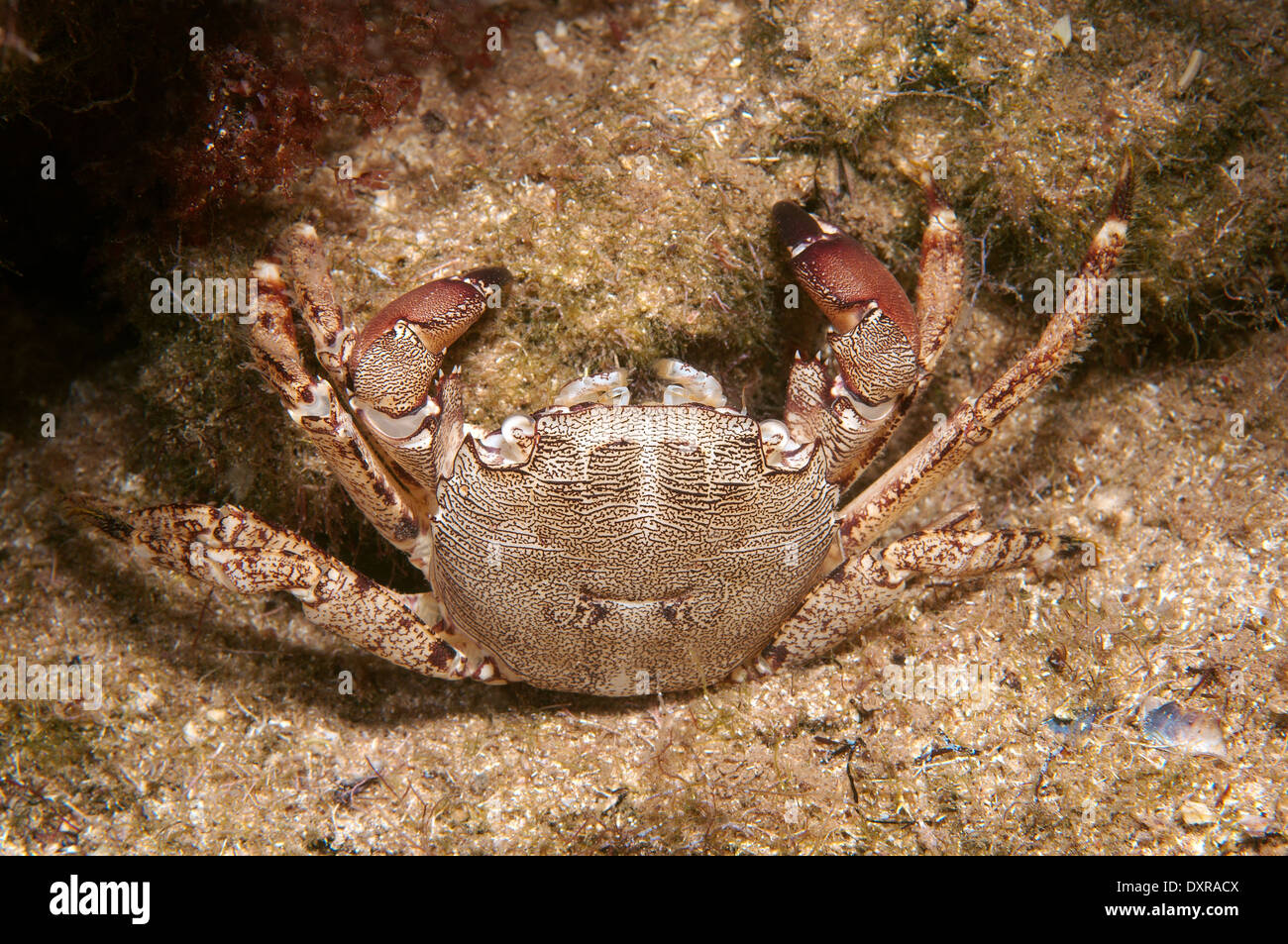 marmoriert Rock Krabbe oder marmoriert Krabbe (Pachygrapsus Marmoratus) Schwarzes Meer, Krim, Russland Stockfoto