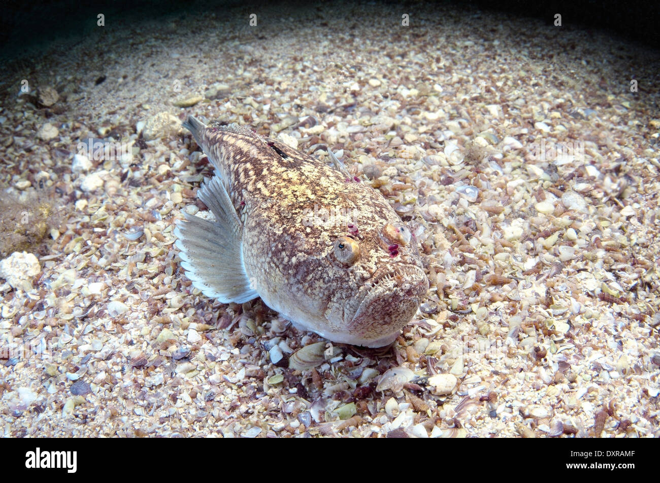 Stargazer oder Atlantic Stargazer (Uranoscopus Scaber), Schwarzes Meer, Krim, Russland Stockfoto