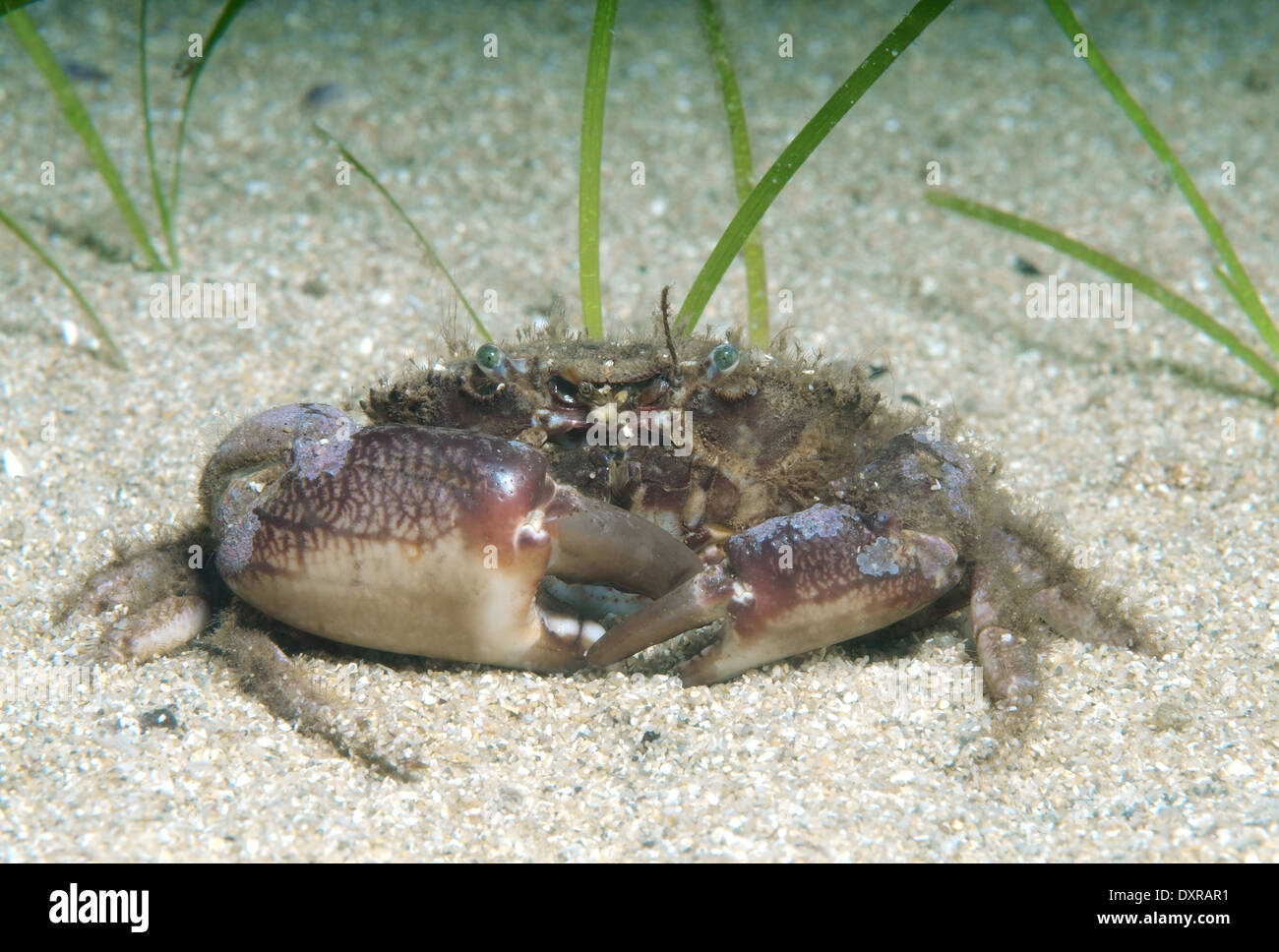 Crabe poilu Fotos und Bildmaterial in hoher Auflösung Alamy