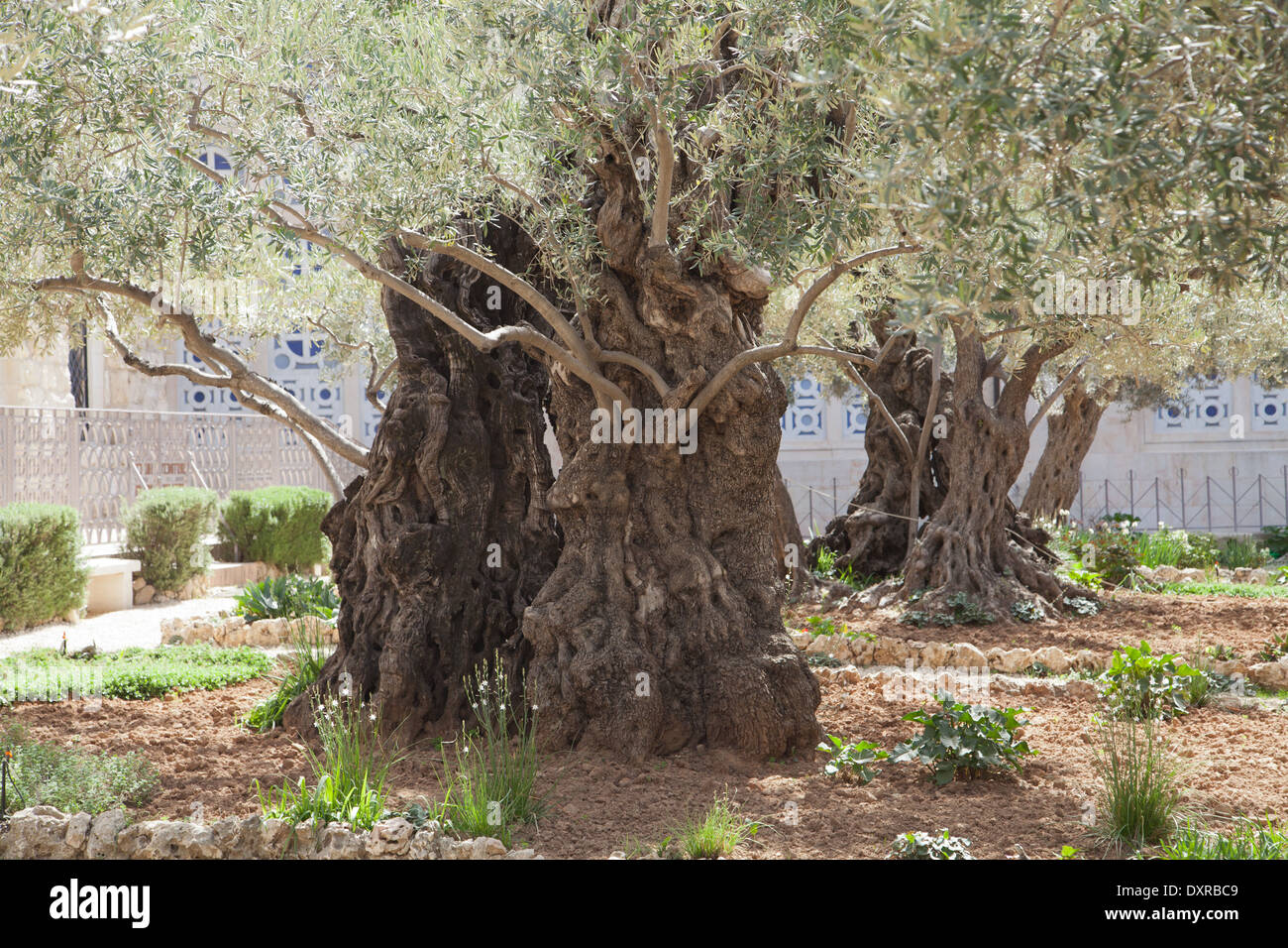 Gethsemane, Jerusalem, Israel Stockfoto, Bild 68126025