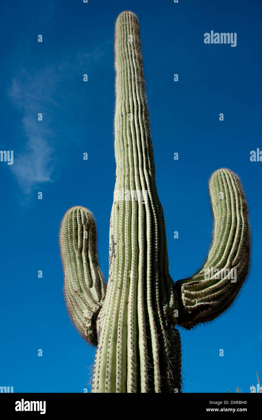 Tucson Arizona, Pima County. Sonora-Wüste, Saguaro National Park, Lorraine Lee versteckten Canyon Trail. Gigantischen Saguaro-Kaktus. Stockfoto