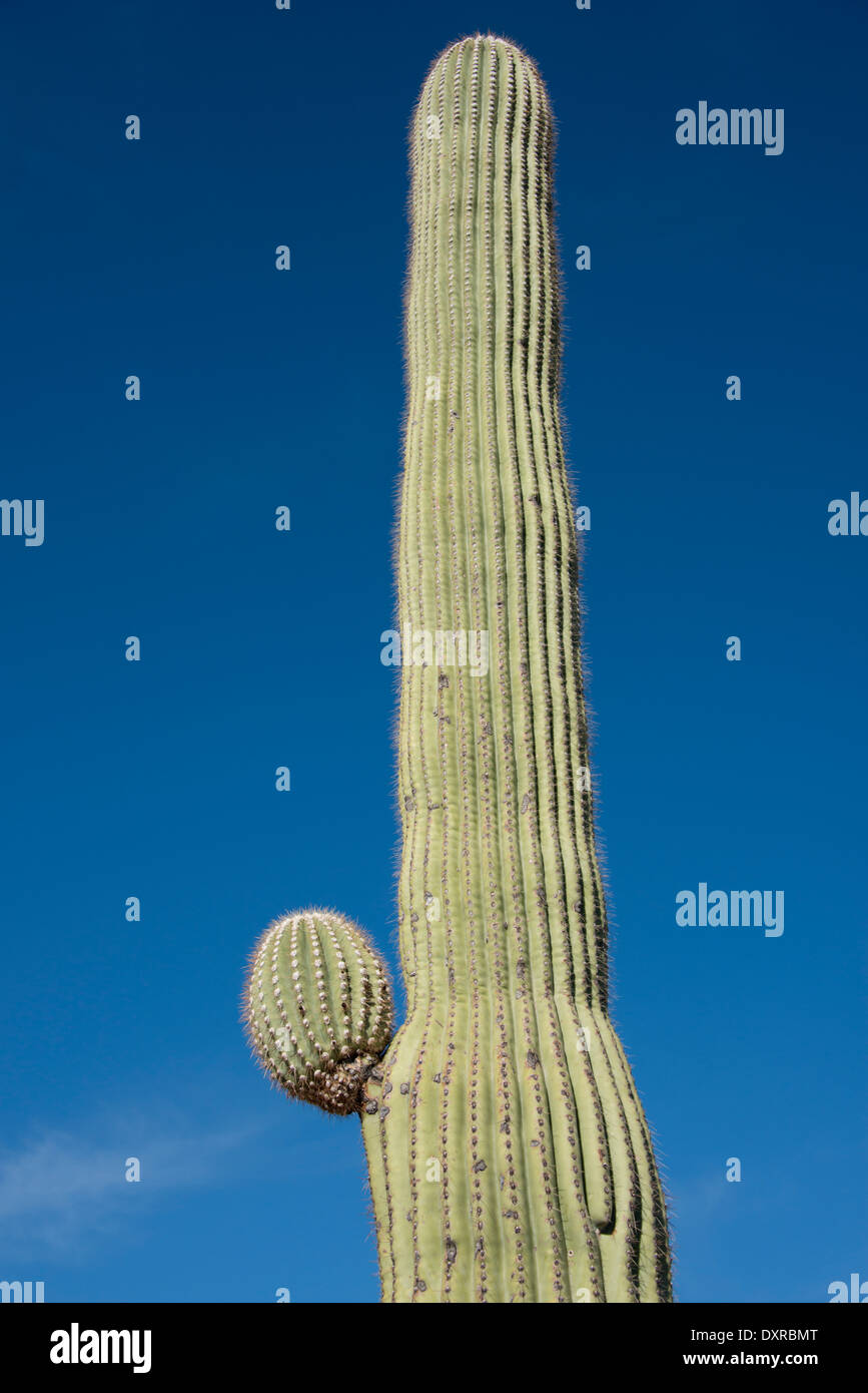 Tucson Arizona, Pima County. Sonora-Wüste, Saguaro National Park, Lorraine Lee versteckten Canyon Trail. Gigantischen Saguaro-Kaktus. Stockfoto