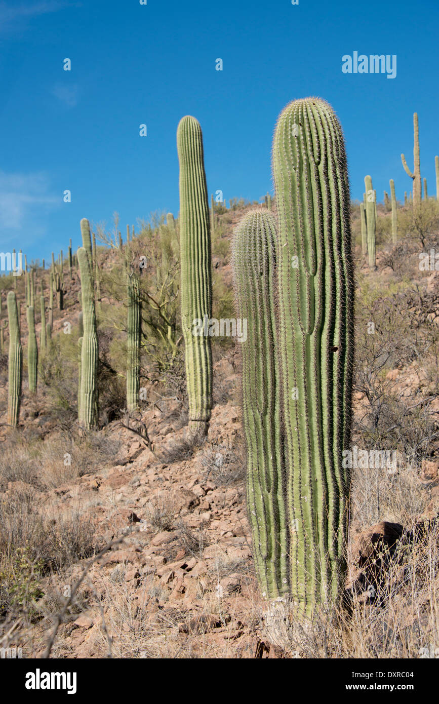 Arizona, Tucson. Sonora-Wüste, Saguaro National Park, Lorraine Lee versteckten Canyon Trail. Gigantischen Saguaro-Kaktus. Stockfoto