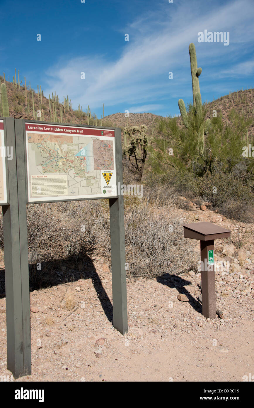 Arizona, Tucson. Sonora-Wüste, Saguaro National Park, Lorraine Lee versteckten Canyon Trail. Stockfoto