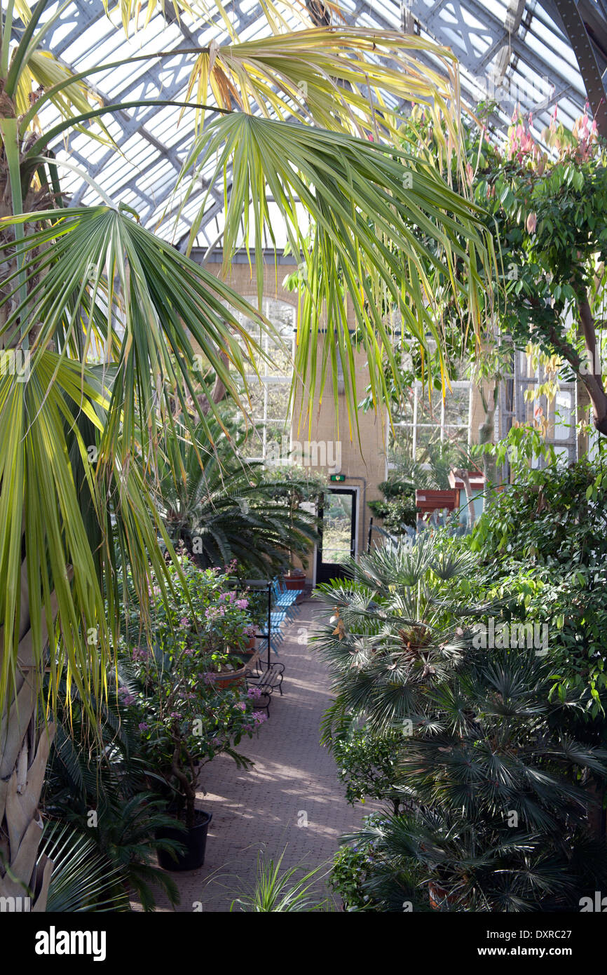 Palm-Haus Hortus Botanicus Amsterdam, Niederlande Stockfoto