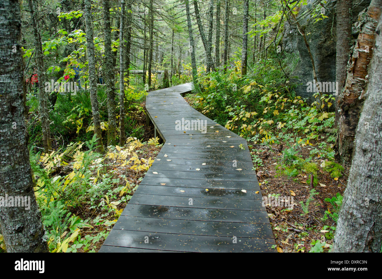 Kanada, Quebec, Havre St. Pierre, Mingan Archipel Nationalpark, Lle Steinbruch (Steinbruch Island). Detail der borealen Wälder Lebensraum. Stockfoto