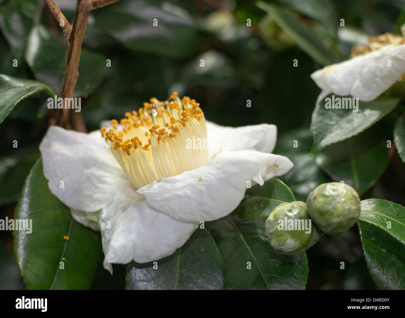 Weiße Kamelie Blüte und Knospen in grünem Laub Nahaufnahme. Stockfoto