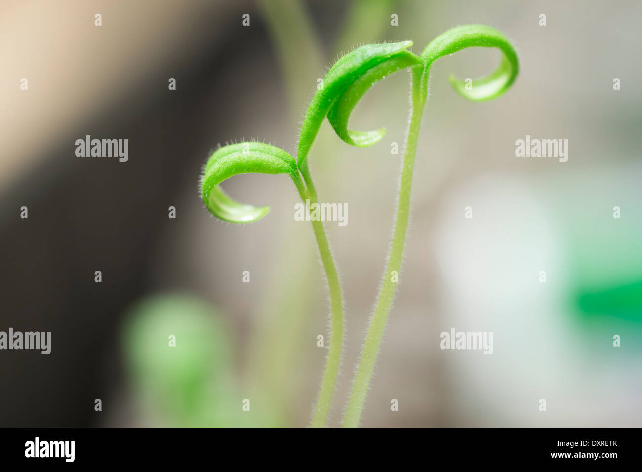 Tomaten-Sämlinge wachsen aus Samen, Stockfoto