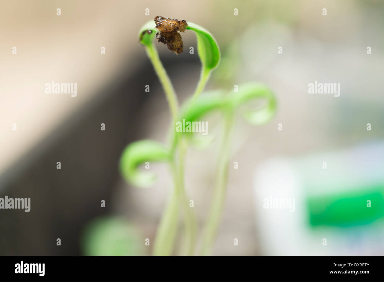 Tomaten-Sämlinge wachsen aus Samen, Stockfoto