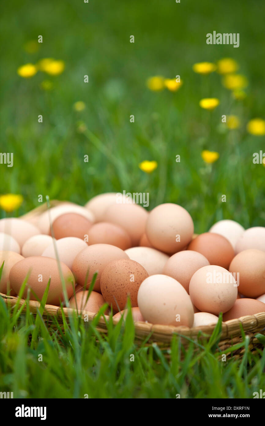 Korb mit frischen braunen Eiern in Rasen Stockfoto