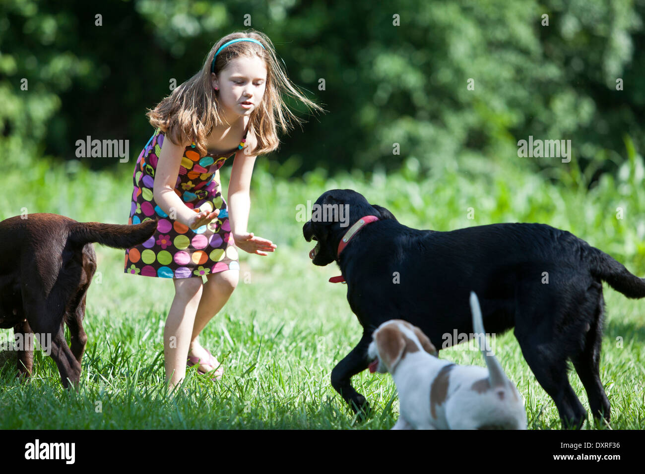 Junge Mädchen spielen mit Hunden Stockfoto