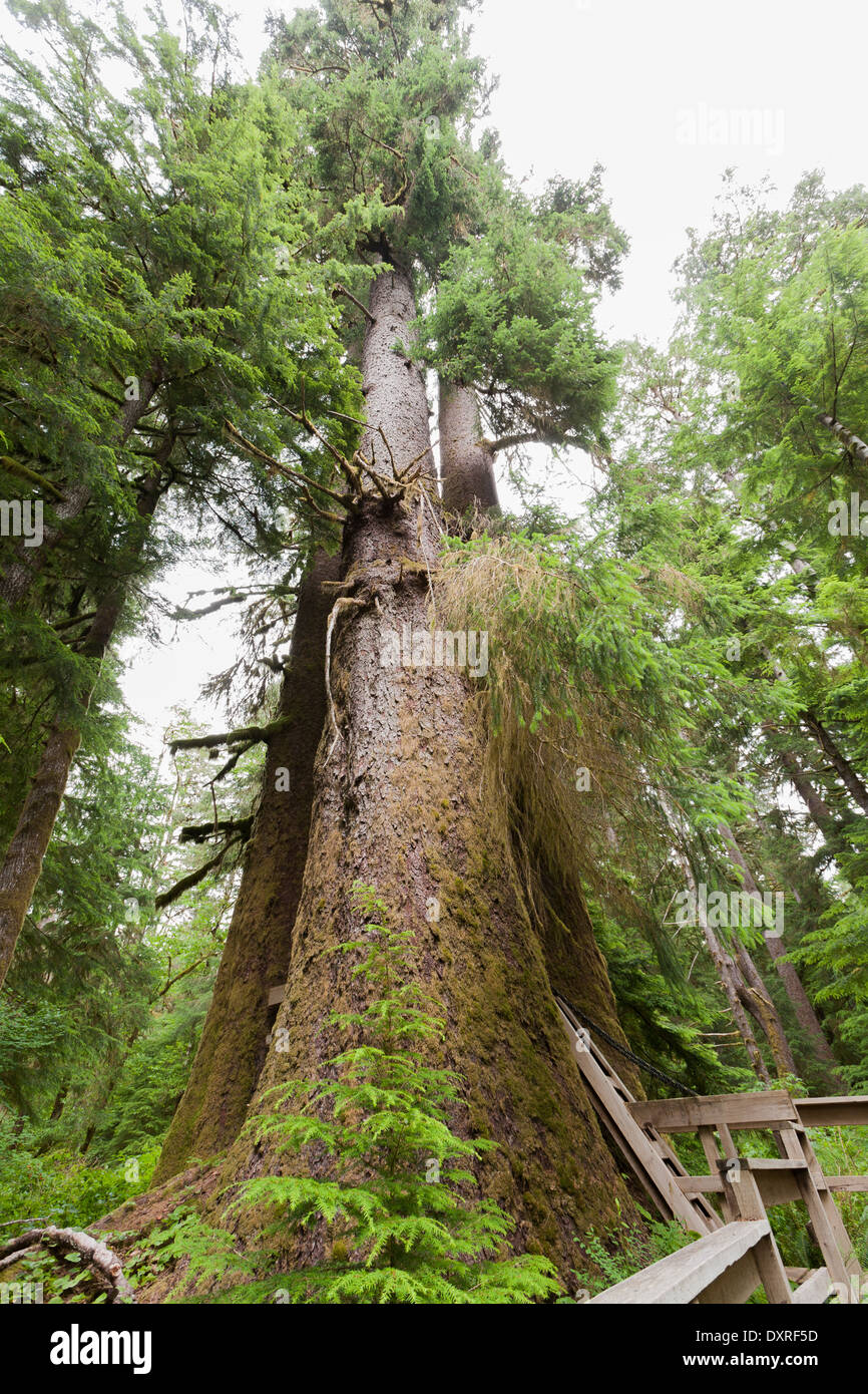 Die drei Schwestern Bäume im Caramanah-Tal Stockfoto