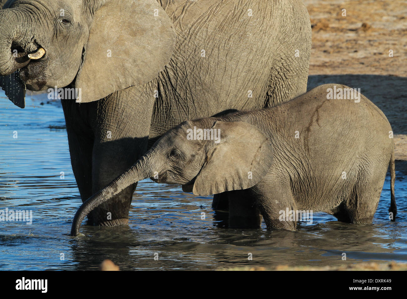 Afrikanischer Elefant Mutter und Kalb trinken Stockfoto