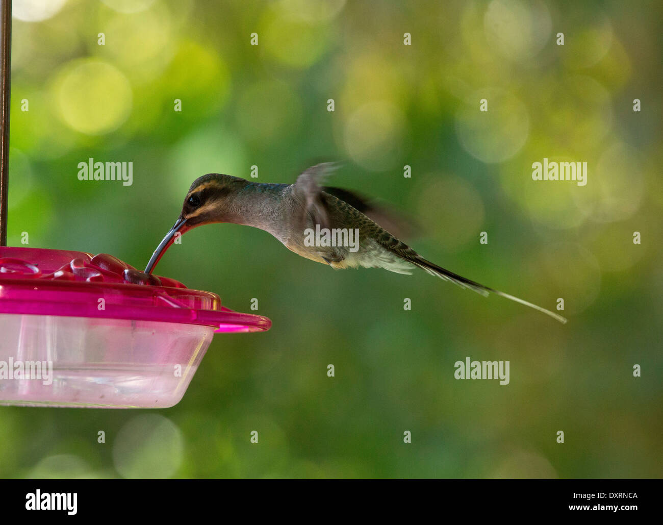 Weibliche grün Einsiedler (Kolibri), Phaethornis Kerl Kerl am Feeder; Trinidad. Stockfoto