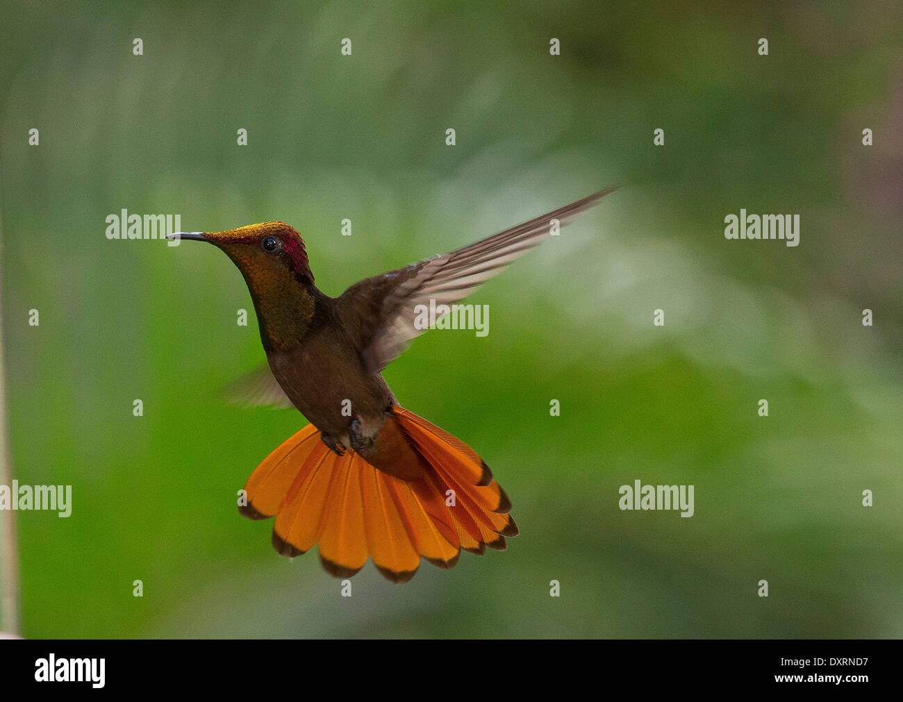 Rubin-Topas-Kolibri, Chrysolampus Mosquitus schweben während der Fütterung. Trinidad. Stockfoto