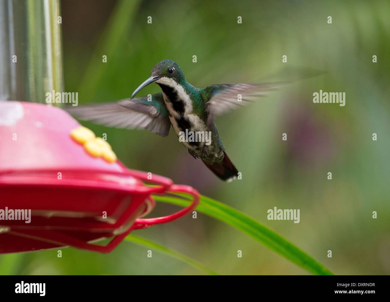 Black-throated Mango Kolibri, Anthracothorax Nigricollis schweben während der Fütterung. Trinidad. Stockfoto