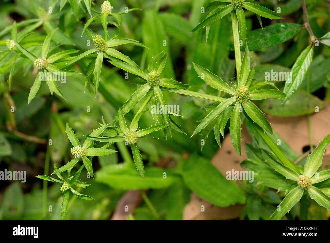 Schatten-Beni, Culantro oder mexikanischer Koriander, Eryngium Foetidum wachsen wild in Trinidad. Stockfoto