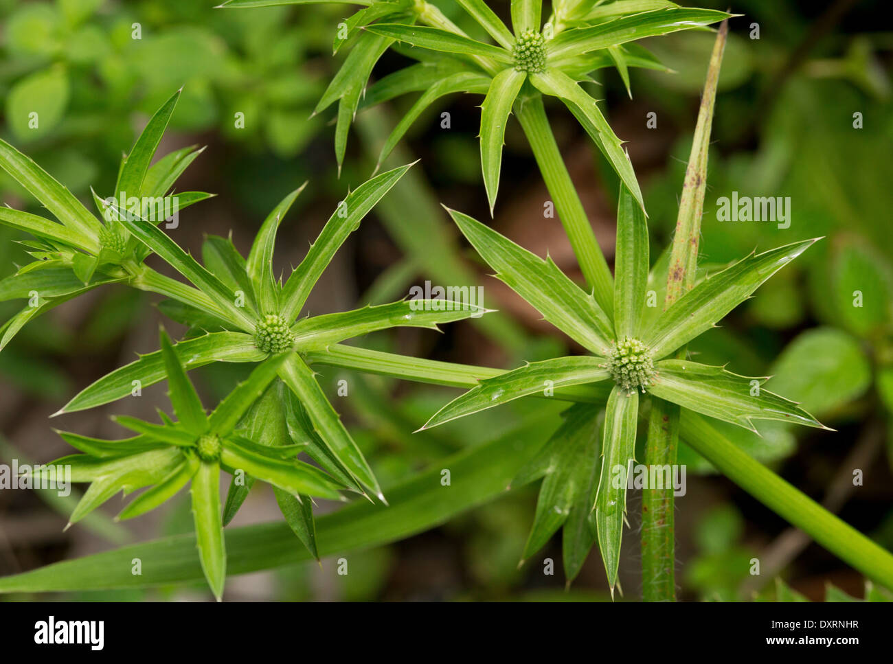 Schatten-Beni, Culantro oder mexikanischer Koriander, Eryngium Foetidum wachsen wild in Trinidad. Stockfoto