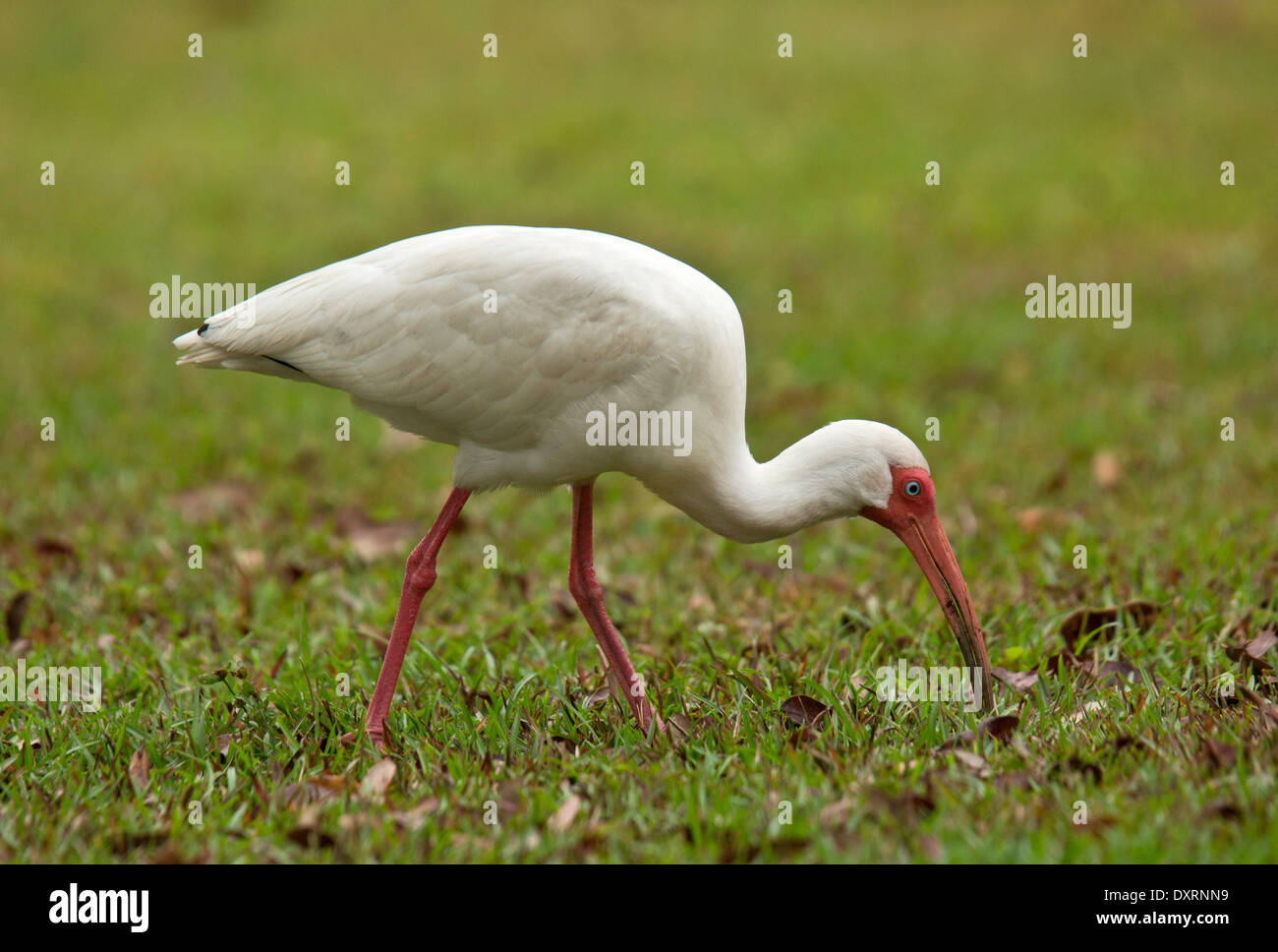American White Ibis Eudocimus Albus Fütterung auf Rasen Stockfoto