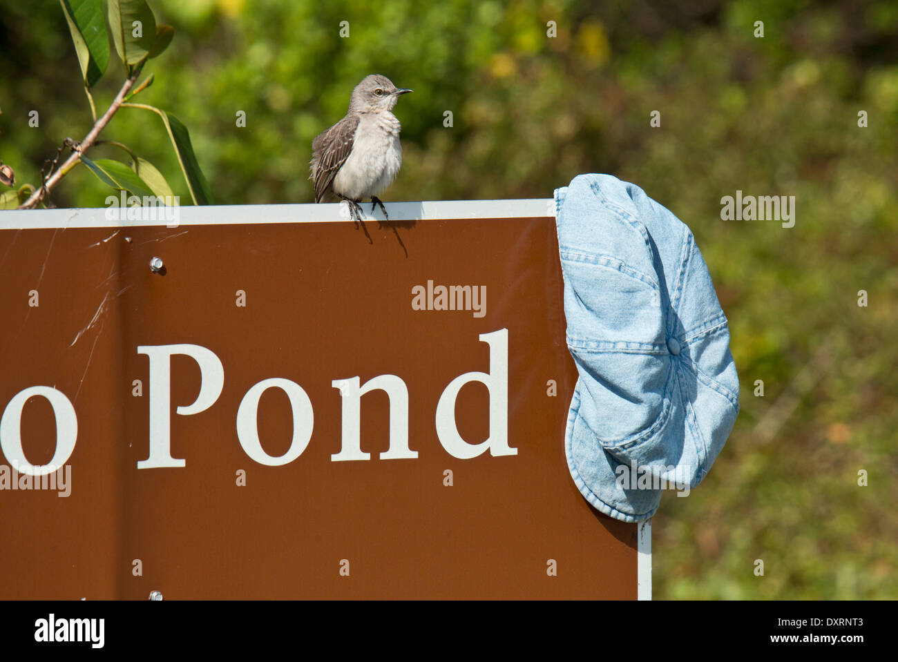 Nördliche Spottdrossel Mimus Polyglottos gehockt mit Hut, an Eco Teich, Everglades. Stockfoto
