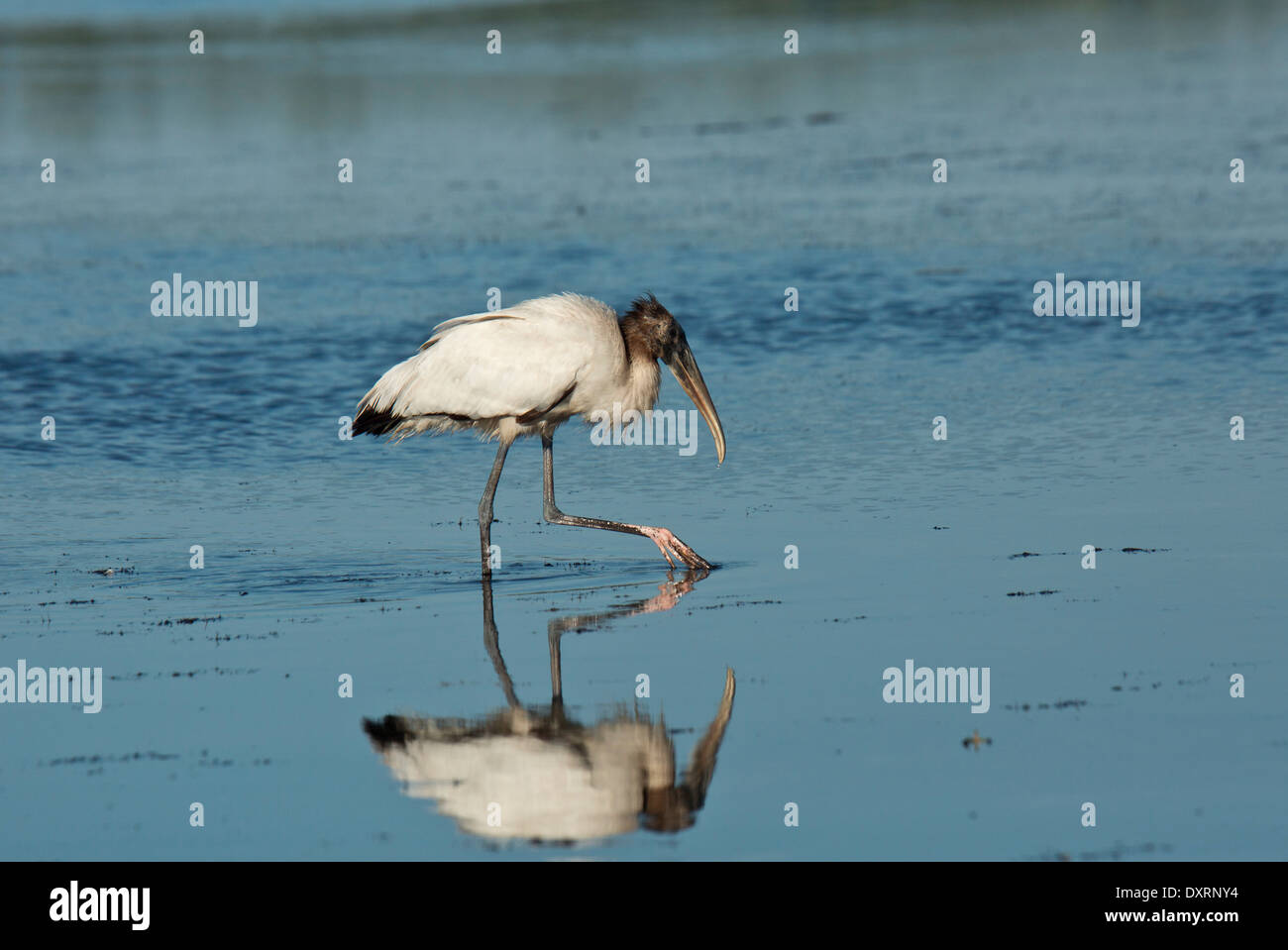 Holz-Storch Mycteria Americana Fütterung in seichten Lagune. Florida. Stockfoto