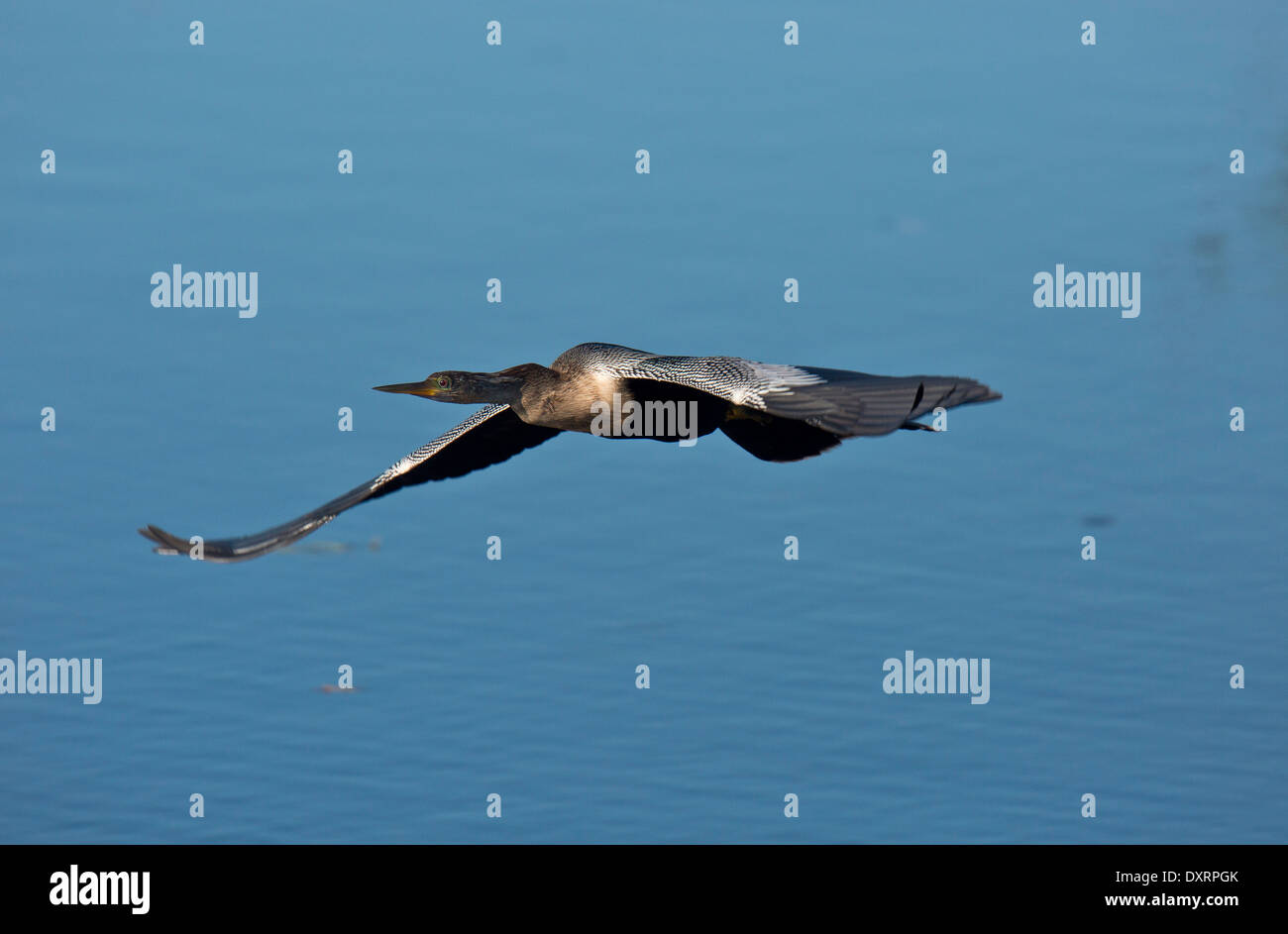 Anhinga Anhinga Anhinga, auch Snakebird, Darter, amerikanische Darter im Flug bei Wakodahatchee Feuchtgebiete, Palm Beach, Florida; Stockfoto