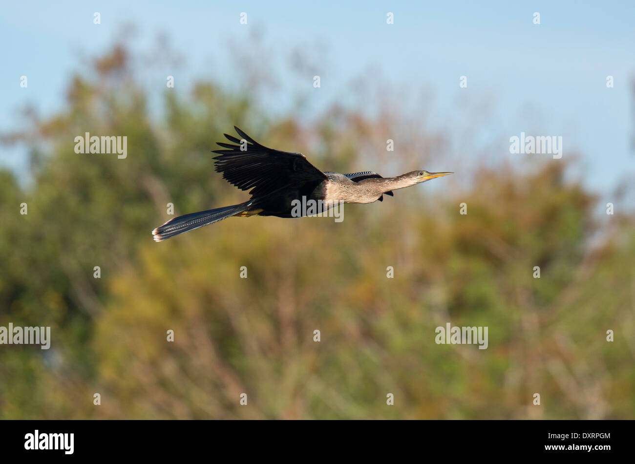 Anhinga Anhinga Anhinga, auch Snakebird, Darter, amerikanische Darter im Flug bei Wakodahatchee Feuchtgebiete, Palm Beach, Florida; Stockfoto