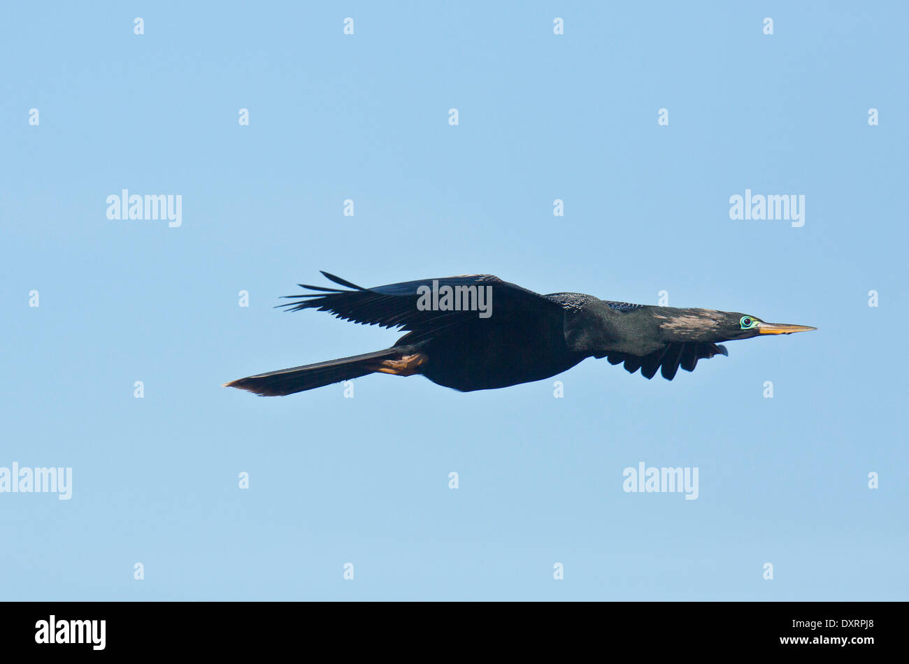 Anhinga Anhinga Anhinga, auch Snakebird, Darter, amerikanische Darter bei Wakodahatchee Feuchtgebiete, Palm Beach, Florida; Im Flug. Stockfoto